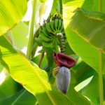 En bananplante er eksotisk i et dansk hjem eller have