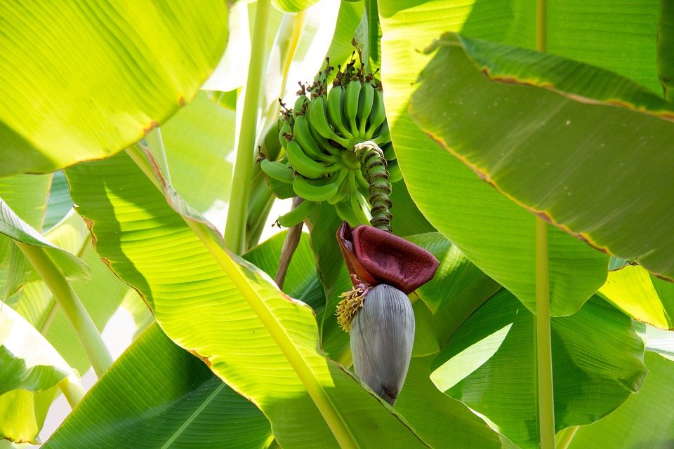 En bananplante er eksotisk i et dansk hjem eller have