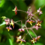 Bispehue trives i danske skovbryn, skyggefulde haver og fugtige staudebede