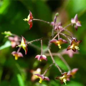 Bispehue trives i danske skovbryn, skyggefulde haver og fugtige staudebede