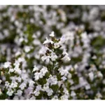 Bjergmynte er en staude, der både er dekorativ og stor nytteværdi for både mennesker og insekter