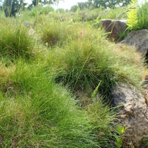 Bjørnegræs har fint, nålelignende løv i en frisk grøn farve.