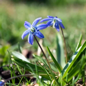 Blå klokkeskilla kendes især fra de engelske skove, hvor den danner store tæpper af blå blomster.