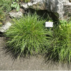 Blåaks er tueformet græs med blågrønt løv og dekorative blomsterstande.