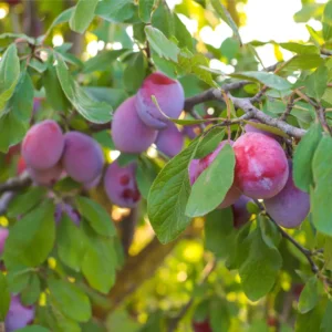 Blommetræer er alsidige og meget populære frugttræer i danske haver