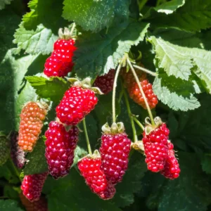 Boysenbærbuske kombinerer egenskaberne fra hindbær, brombær og loganbær