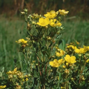 Buskpotentil er en busk med lang blomstring og stor farvevariation