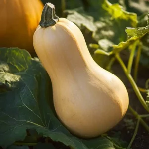 Såning af butternut squash frø i Danmark, kræver varme, næring og plads – men man får til gengæld en dekorativ og velsmagende afgrøde.