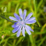 Cikorie pryder grøftekanter og naturgrunde over hele Danmark