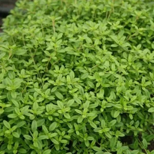 Såning af citrontimian frø, giver plante, som pryder haven i flere år.