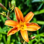 Dagliljer er flerårige stauder, der trives godt i danske haver