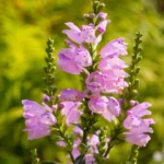 Duehoved trives godt i danske haver - især i sol til halvskygge og i fugtige jorde.