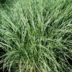 Dværg elefantgræs anvendes ofte i danske haver, parker og byrum