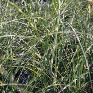 Dværg zebragræs anvendes hyppigt i danske haver og landskabsprojekter.