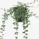 Dværgmispel har blanke, mørkegrønne blade, små blomster og dekorative røde bær.