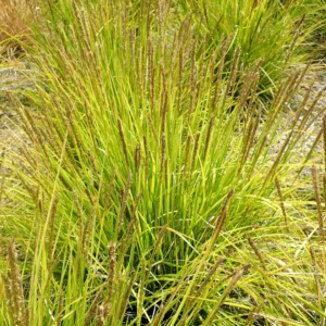 Efterårs-blåaks har friskgrønt løv og elegante, mørke blomsteraks i sensommeren og det tidlige efterår.