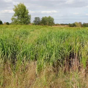 Elefantgræs er en attraktiv og klimavenlig afgrøde i Danmark.