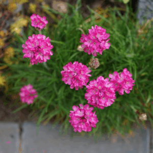 Engelsk Græs forveksles ofte med plænegræs på grund af sit tætte, kompakte vækstmønster.