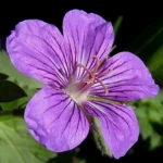 Engelsk Storkenæbtrives godt under danske forhold og kræver minimal pleje