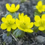 Erantis bryder frem allerede i februar-marts