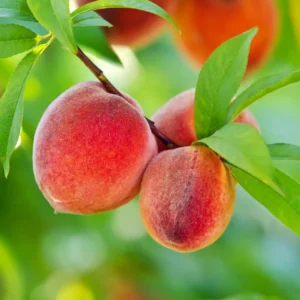 Ferskentræer er blandt de mest populære eksotiske frugttræer til danske haver.