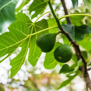Figentræer er en meget gammel kulturplante, der kan dyrkes i Danmark