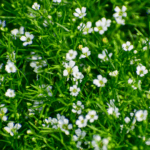 Firling er en tæppedannende plante med friskgrønt, nåleformet løv og små, stjerneformede blomster.