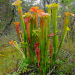 Fluetrompeter i naturen