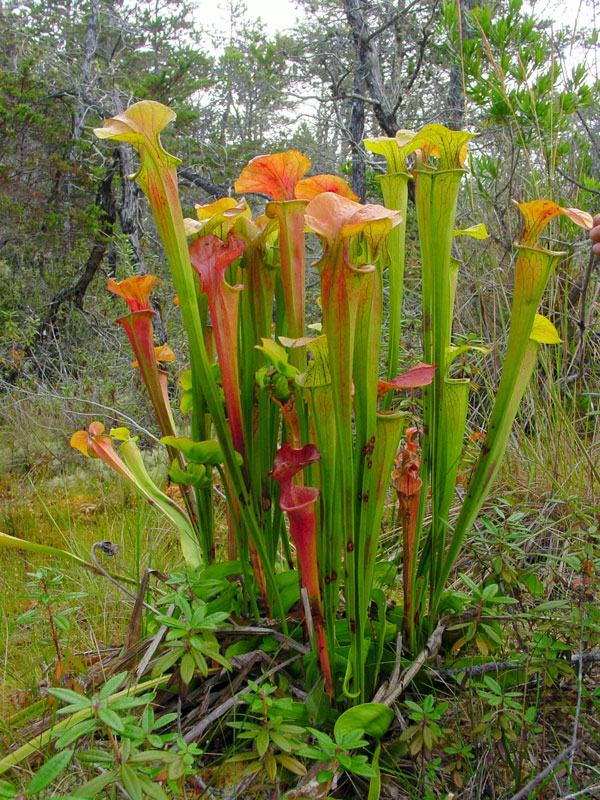 Fluetrompeter i naturen