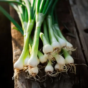 Ved at så forårsløg frø, får man en nem afgrøde, der kan dyrkes hele sæsonen