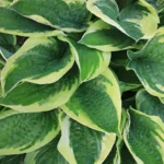 Funkia er en bladprydende staude, der egner sig godt til det danske klima