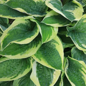 Funkia er en bladprydende staude, der egner sig godt til det danske klima