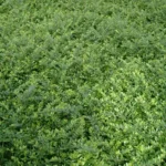 Gedeblad / Lonicera nitida bruges som hæk, kantplante eller formklippet busk i danske haver