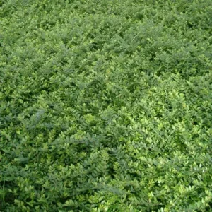 Gedeblad / Lonicera nitida bruges som hæk, kantplante eller formklippet busk i danske haver