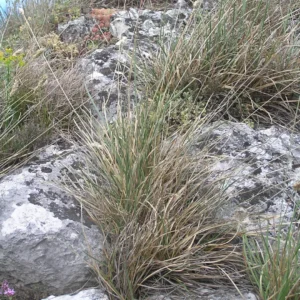 Grå blåaks har en stålblå til sølvgrå løvfarve og fine blomsteraks i det tidlige forår.