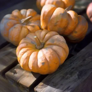 Ved at så græskarfrø i køkkenhaven, får man planter, der vokser hurtigt og giver store, flotte frugter i løbet af sommeren og efteråret.