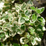 Grøn benved har små mørkegrønne blade og en tæt, krybende vækstform.