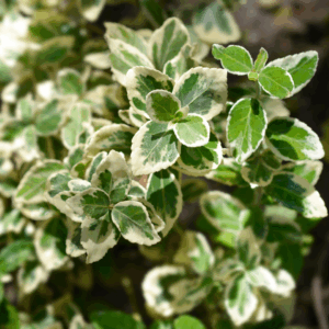 Grøn benved har små mørkegrønne blade og en tæt, krybende vækstform.