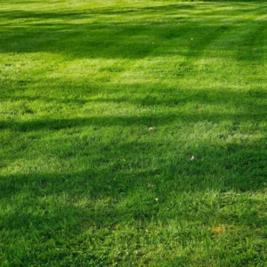 Korrekt gødskning, vanding, kalkning og pleje gennem året er vigtigt for at få en tæt og grøn plæne