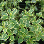 Gulbladet citrontimian har små, gule til gulgrønne blade og en frisk citrenduft.