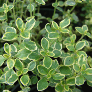 Gulbladet citrontimian har små, gule til gulgrønne blade og en frisk citrenduft.