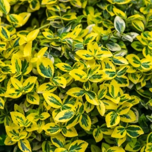 Gulbroget benved lyser op i enhver dansk have med sine gyldne blade