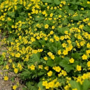 Guldjordbær lyser op i haven i foråret og forsommeren