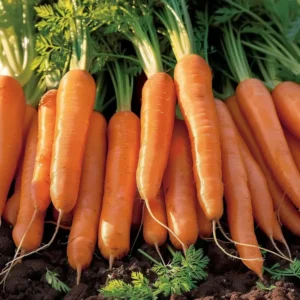 Gulerodsfrø der sås, giver hårdføre afgrøder, der kan give friske rødder fra sommer og helt ind i vinteren.