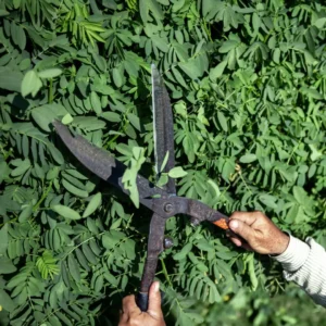 Hækpleje kan sikre en tæt, grøn og standhaftig hæk