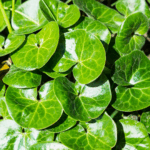 Hasselurt dækker jorden som et tæt og frodigt tæppe.