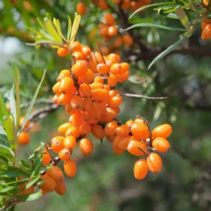 Havtorn-busken plantes stigende grad i danske haver.
