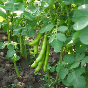 Hestebønner er nemme at dyrke fra frø, giver et rigt udbytte. De kan bruges friske såvel som tørrede.