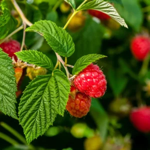 Hindbær / hindbærplanter er en af de mest populære bær i de danske haver