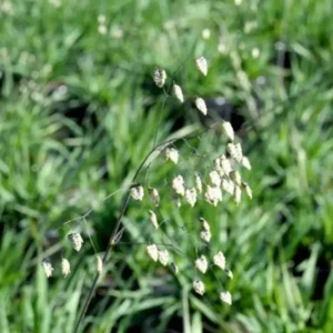 Hjertegræs har hjerteformede aks, der danser let i vinden